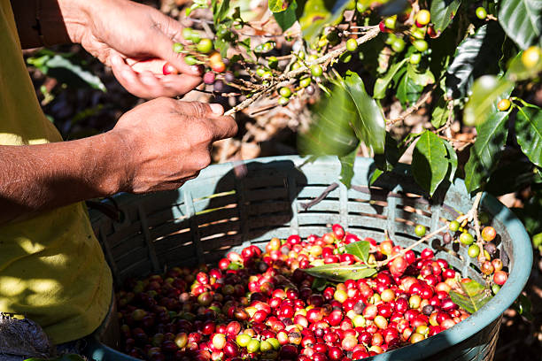 Cup of decaf coffee brewed using the Swiss Water Process — chemical-free and full of flavor